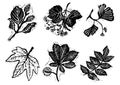 Linocut stamps of trees, beech, linden, ginkgo, maple, chestnut, ash